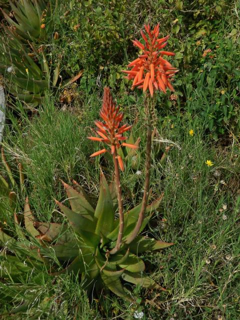 1_Žlutokapovité: Aloe (Aloe)