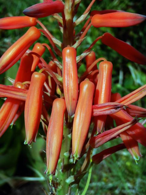 1_Žlutokapovité: Aloe (Aloe)