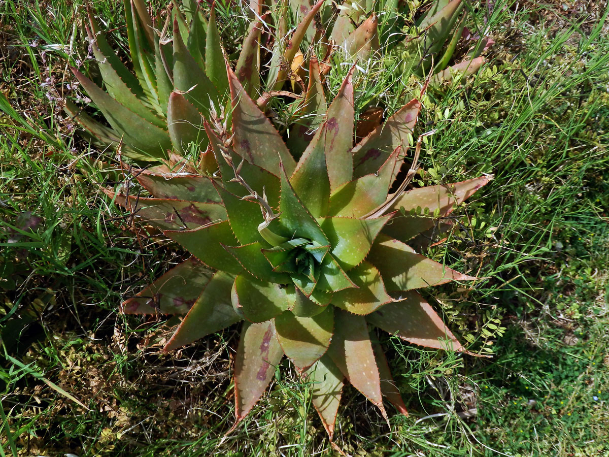 1_Žlutokapovité: Aloe (Aloe)