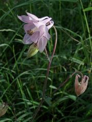 Orlíček obecný (Aquilegia vulgaris L.)