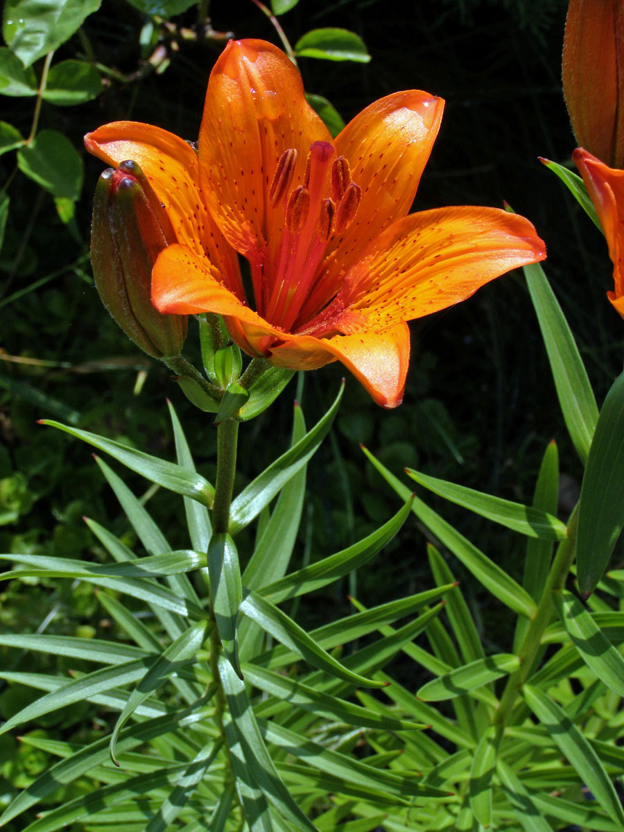 Lilie cibulkonosná šafránová (Lilium bulbiferum subsp. croceum (Chaix) Nyman