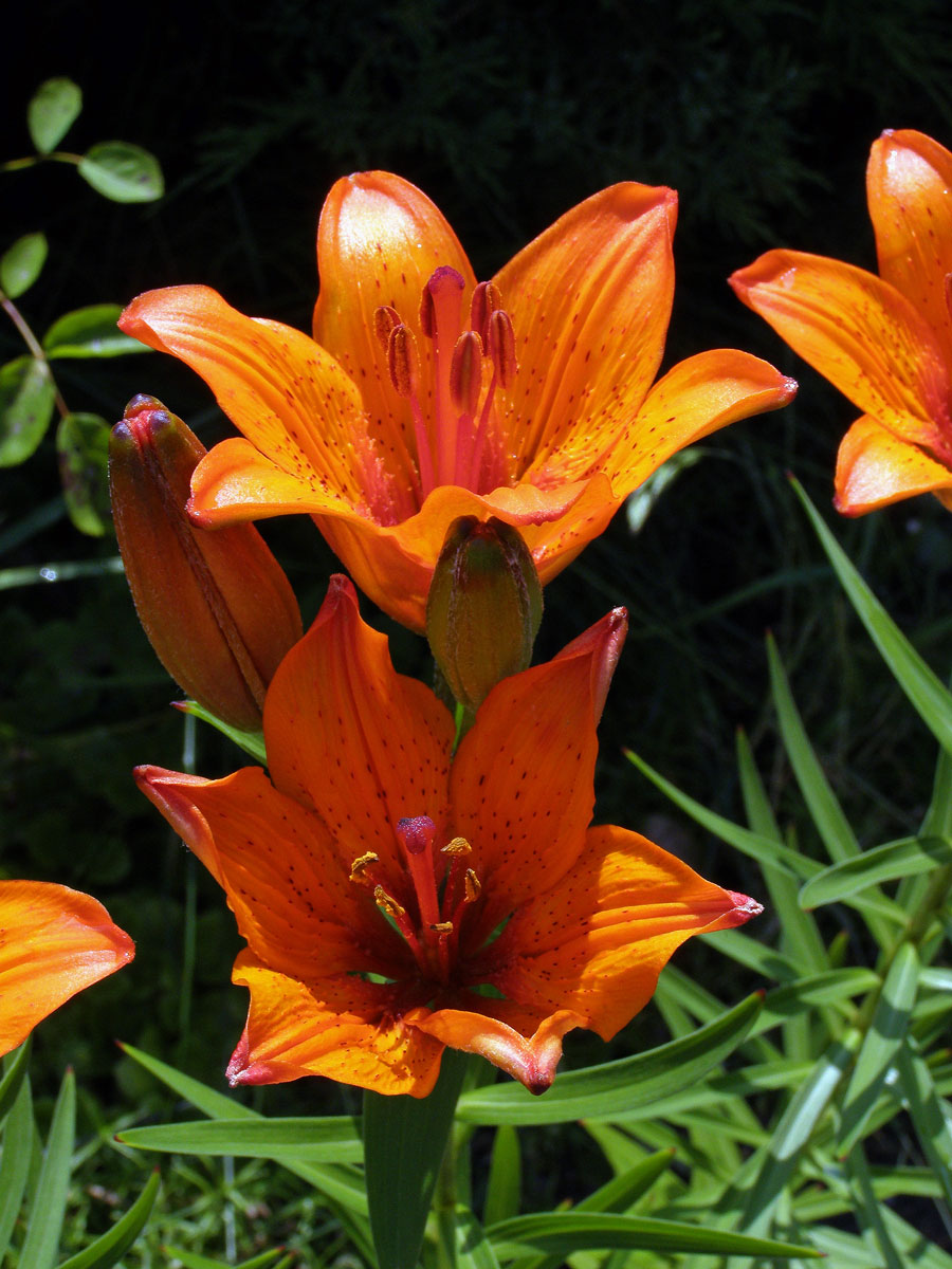 Lilie cibulkonosná šafránová (Lilium bulbiferum subsp. croceum (Chaix) Nyman