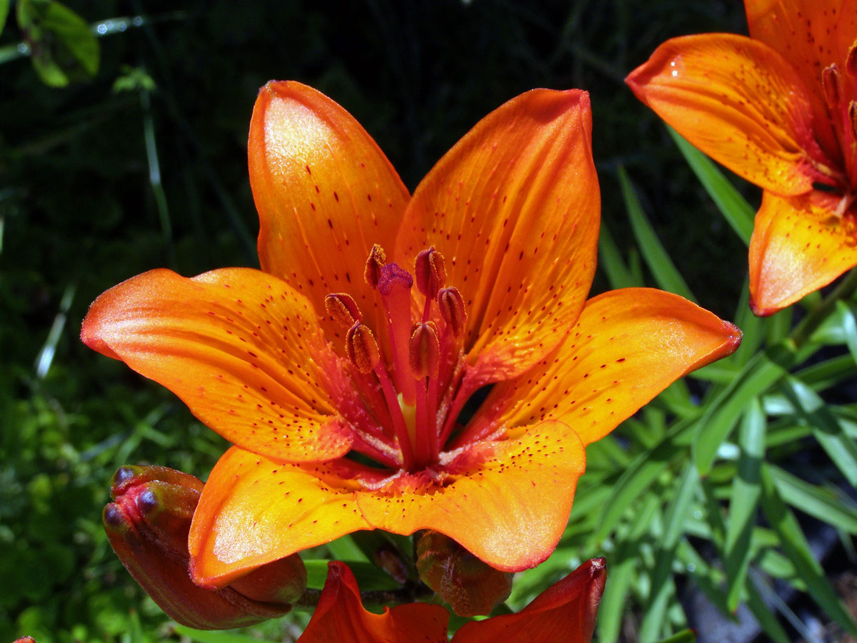 Lilie cibulkonosná šafránová (Lilium bulbiferum subsp. croceum (Chaix) Nyman