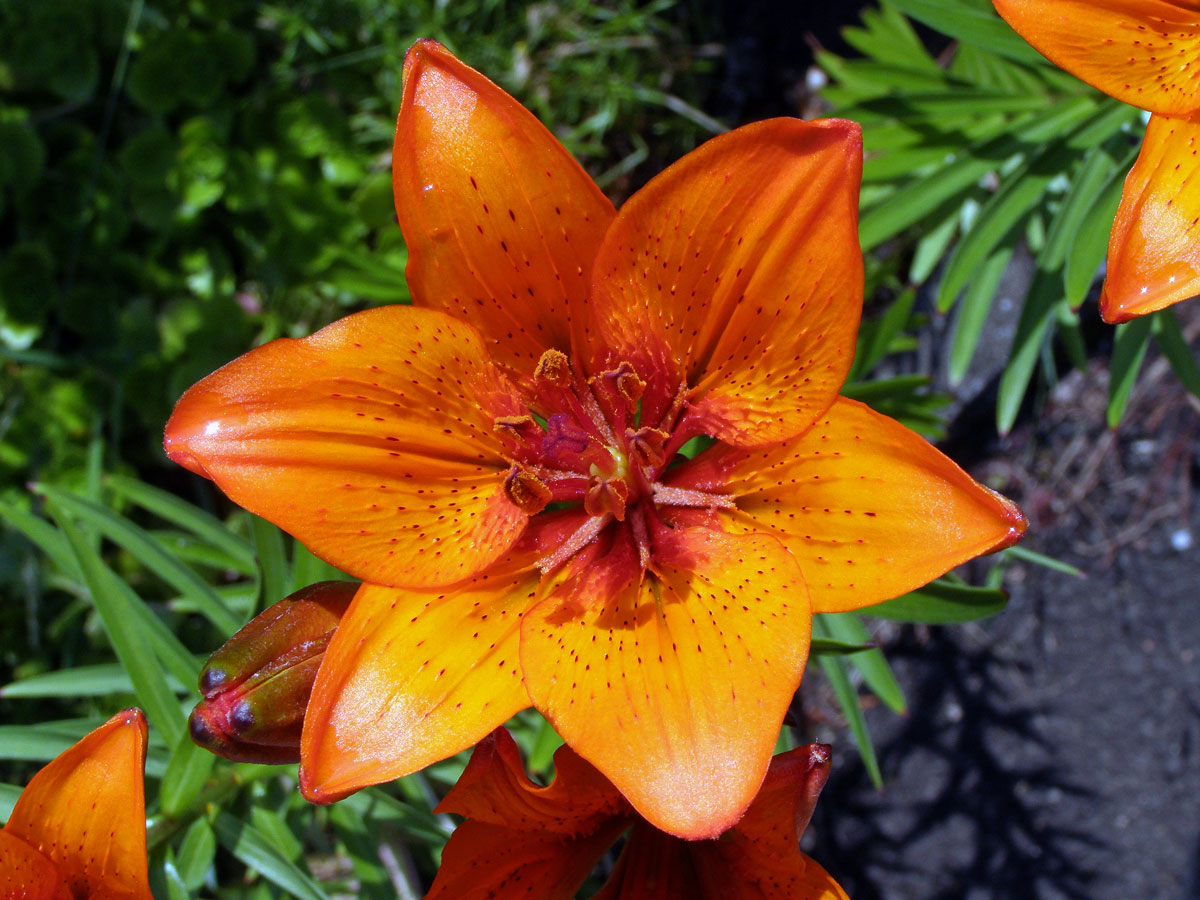 Lilie cibulkonosná šafránová (Lilium bulbiferum subsp. croceum (Chaix) Nyman