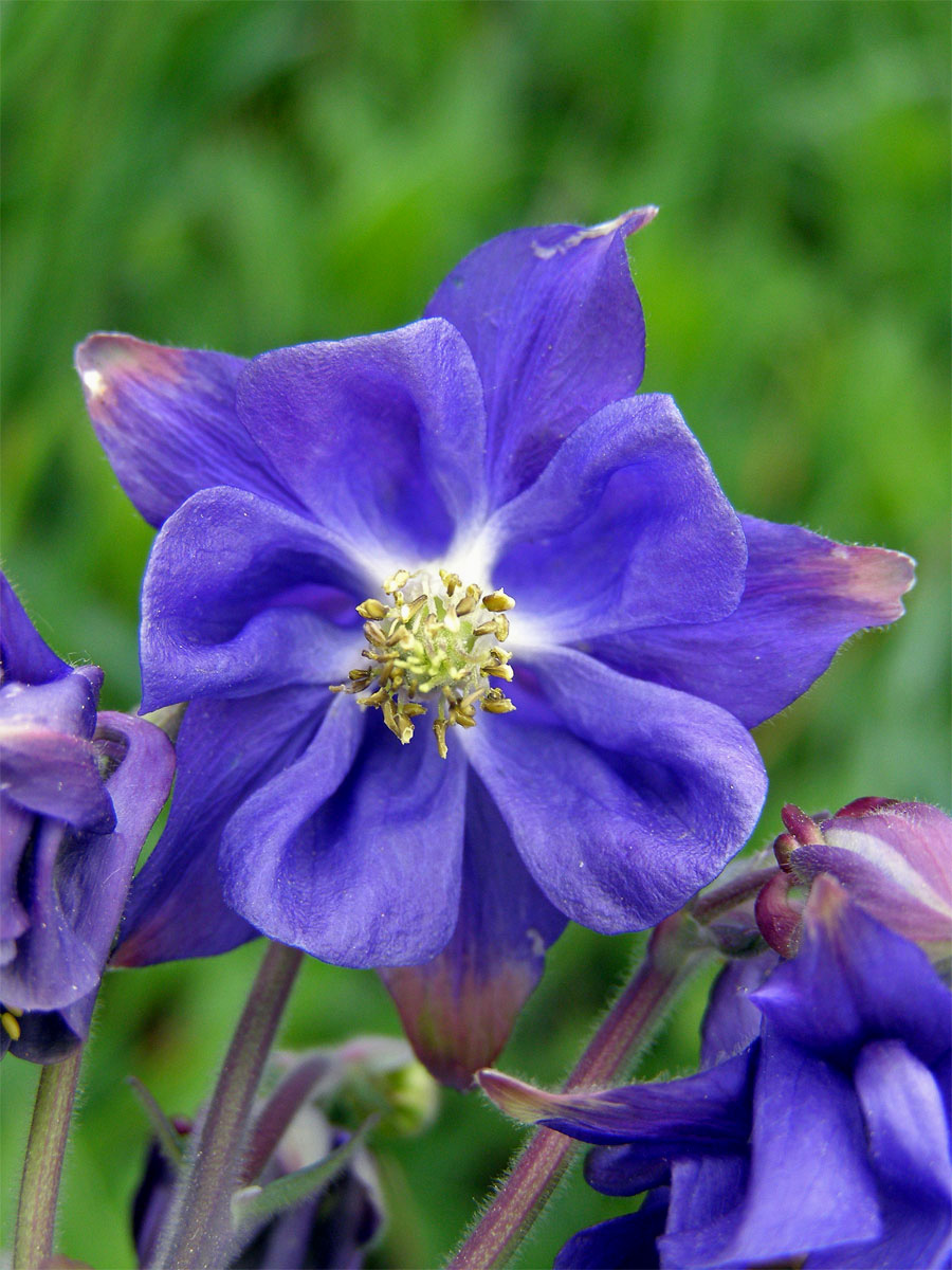 Orlíček obecný (Aquilegia vulgaris L.)