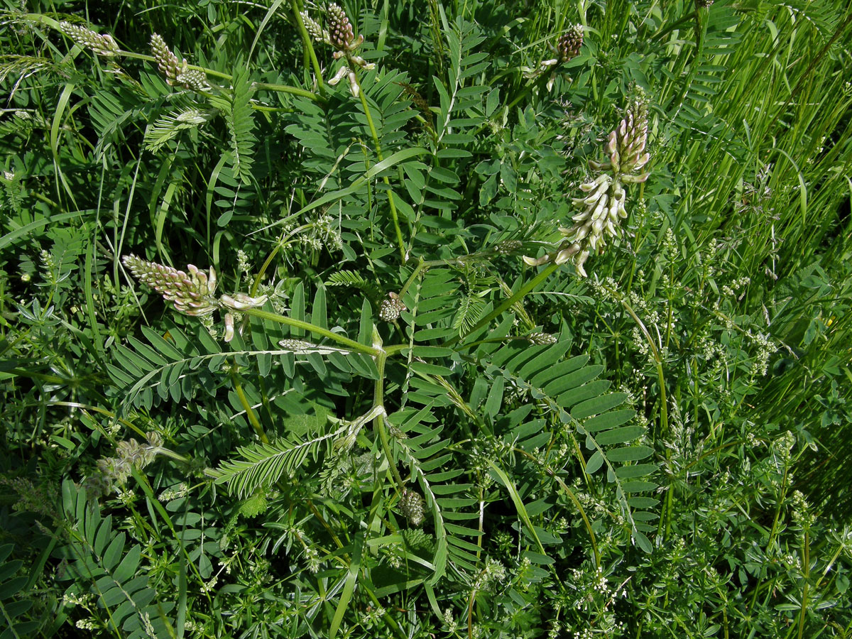 Kozinec cizrnovitý (Astragalus cicer L.)