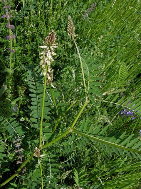 Kozinec cizrnovitý (Astragalus cicer L.)