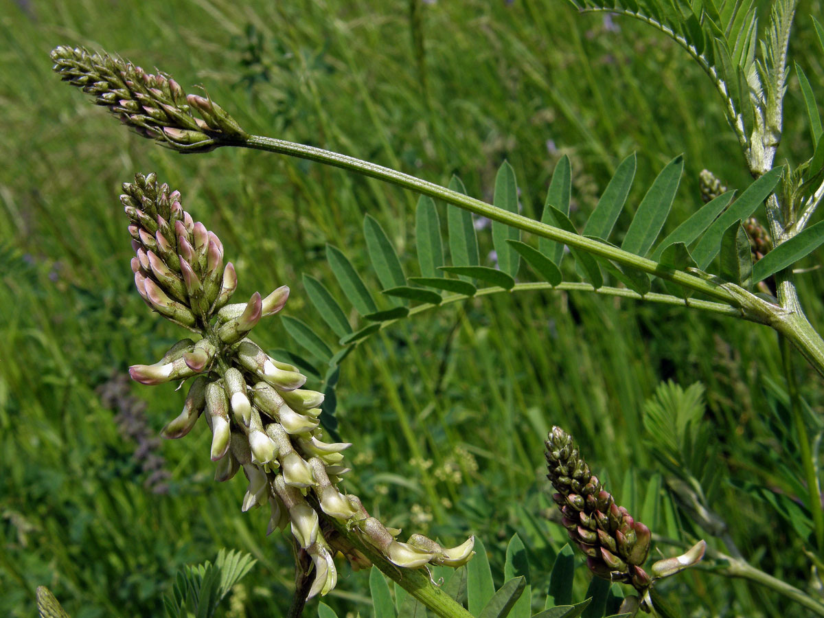 Kozinec cizrnovitý (Astragalus cicer L.)