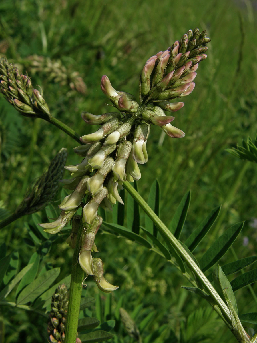 Kozinec cizrnovitý (Astragalus cicer L.)