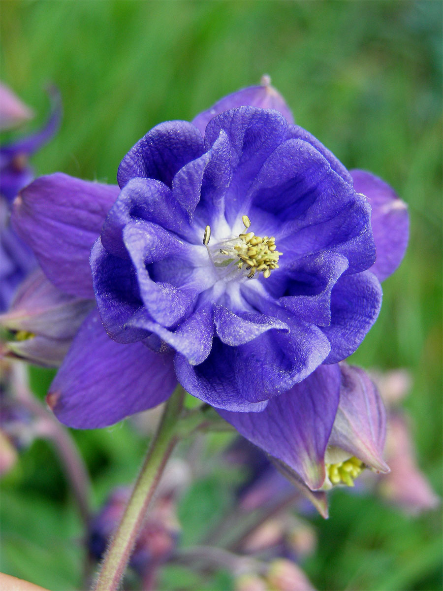 Orlíček obecný (Aquilegia vulgaris L.)