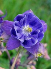 Orlíček obecný (Aquilegia vulgaris L.)