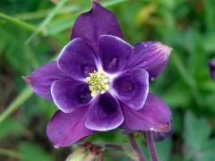 Orlíček obecný (Aquilegia vulgaris L.)