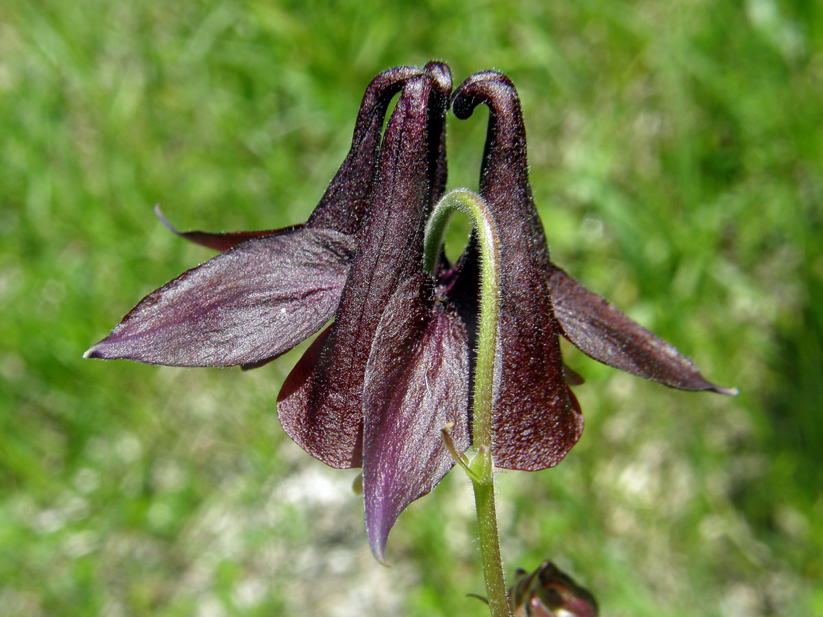 Orlíček obecný (Aquilegia vulgaris L.)