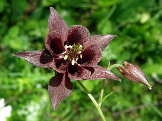 Orlíček obecný (Aquilegia vulgaris L.)