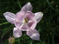 Orlíček obecný (Aquilegia vulgaris L.)