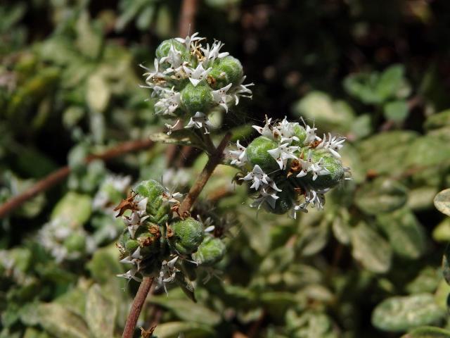 Majoránka zahradní (Origanum majorana L.)