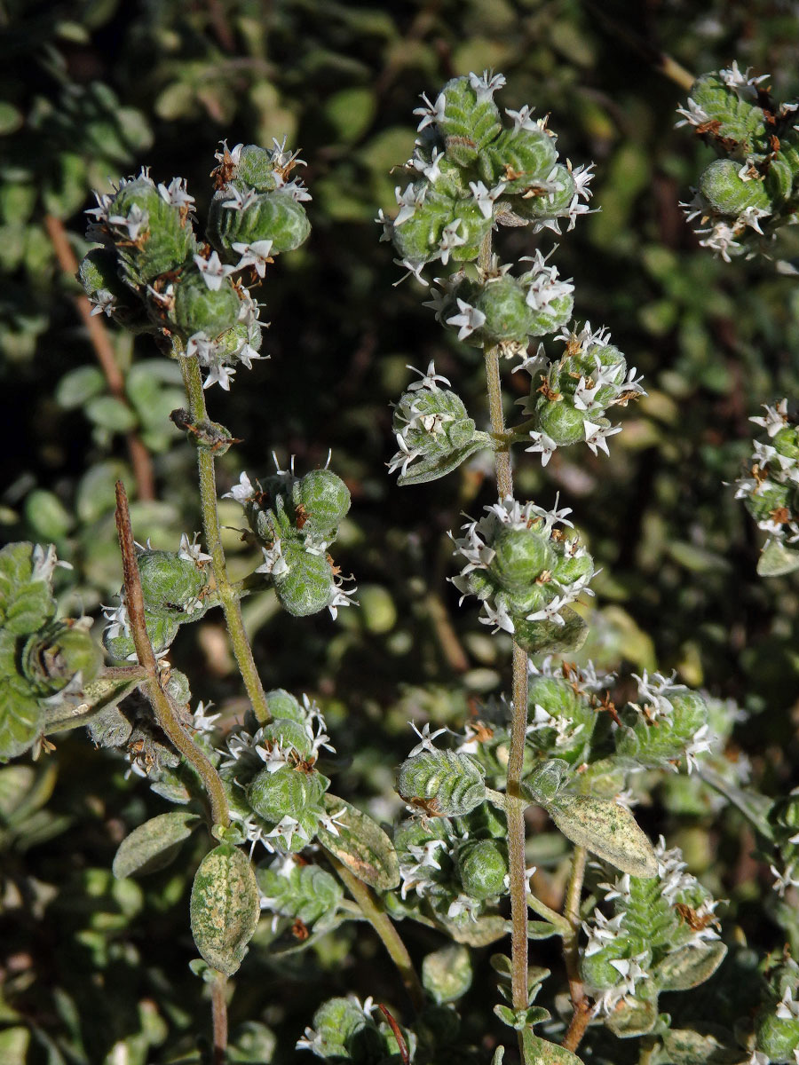 Majoránka zahradní (Origanum majorana L.)