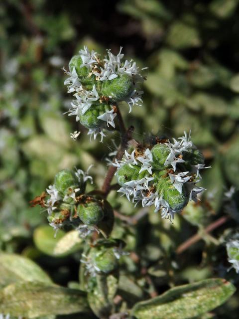 Majoránka zahradní (Origanum majorana L.)