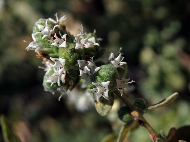 Majoránka zahradní (Origanum majorana L.)