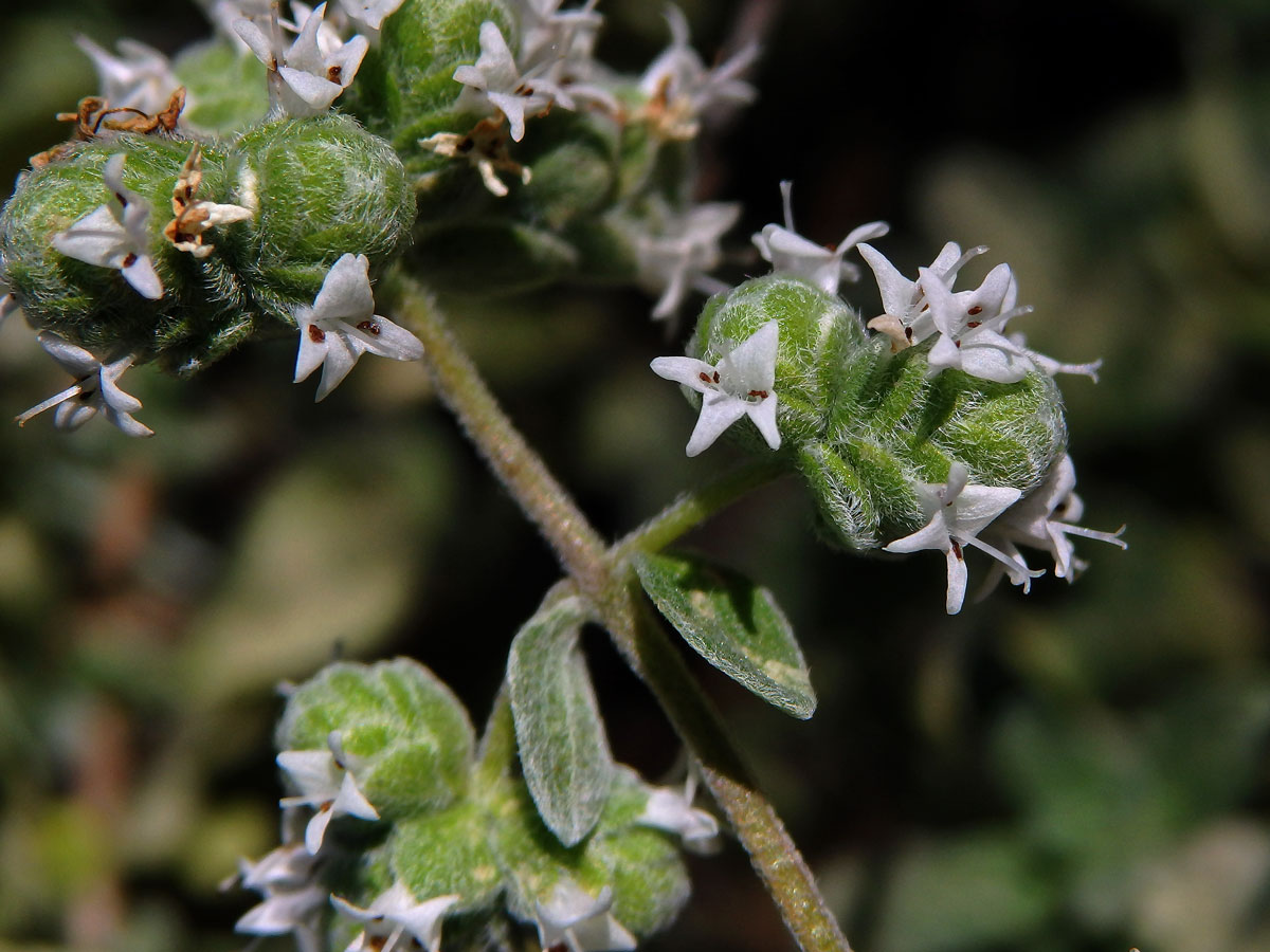 Majoránka zahradní (Origanum majorana L.)