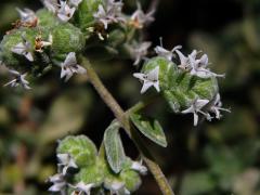 Majoránka zahradní (Origanum majorana L.)