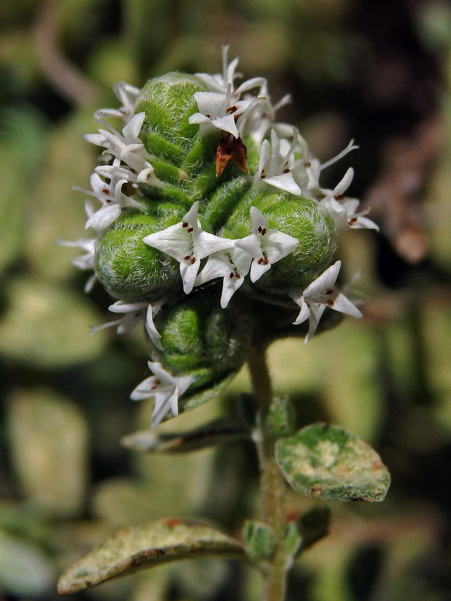 Majoránka zahradní (Origanum majorana L.)