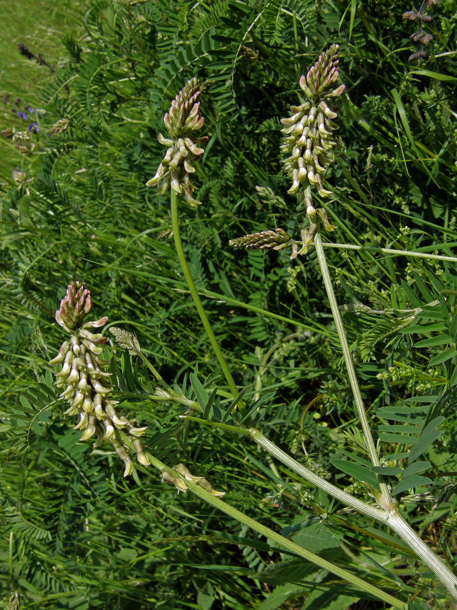 Kozinec cizrnovitý (Astragalus cicer L.)