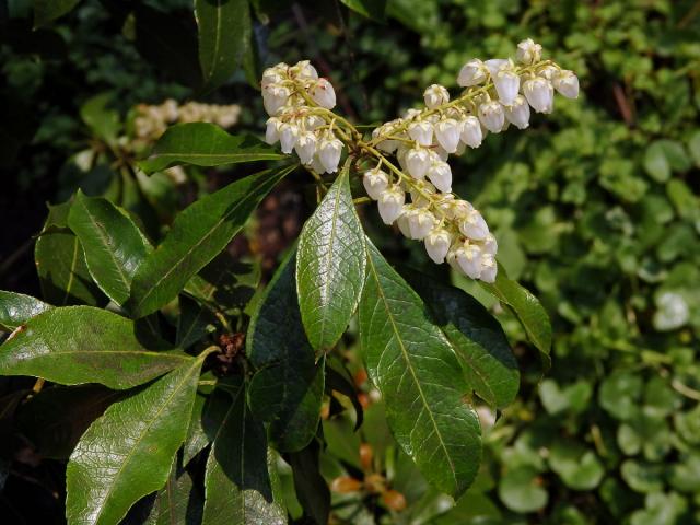 Pieris japonská (Pieris japonica (Thunb.) D. Don ex G. Don)