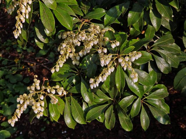 Pieris japonská (Pieris japonica (Thunb.) D. Don ex G. Don)