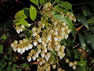 Pieris japonská (Pieris japonica (Thunb.) D. Don ex G. Don)