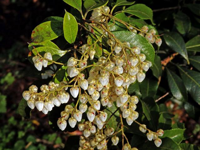 Pieris japonská (Pieris japonica (Thunb.) D. Don ex G. Don)