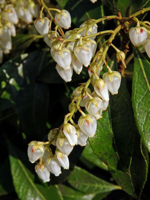 Pieris japonská (Pieris japonica (Thunb.) D. Don ex G. Don)