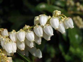 Pieris japonská (Pieris japonica (Thunb.) D. Don ex G. Don)