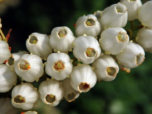 Pieris japonská (Pieris japonica (Thunb.) D. Don ex G. Don)