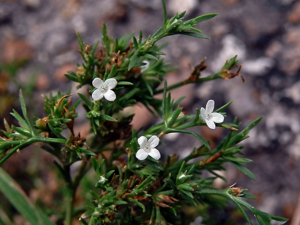 Polypremum procumbens L.