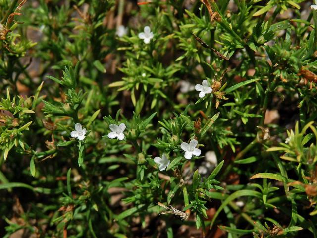 Polypremum procumbens L.