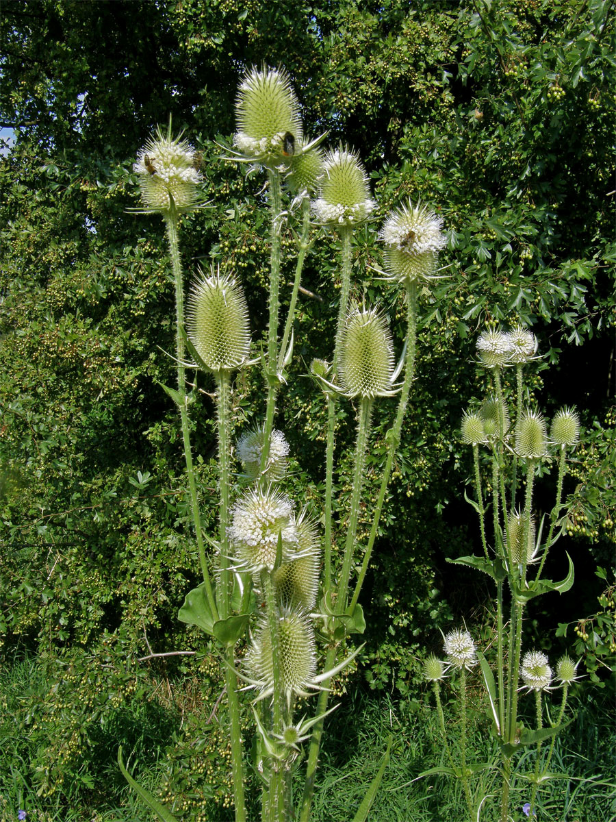 Štětka laločnatá (Dipsacus lacinatus L.)