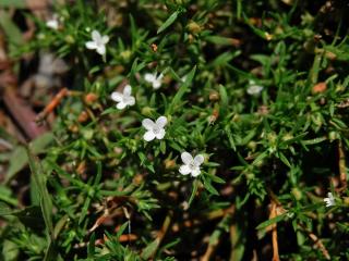 Polypremum procumbens L.