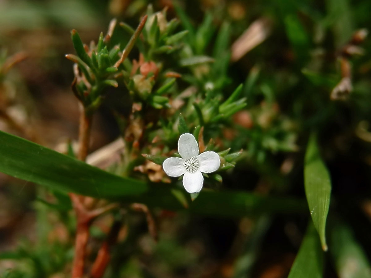 Polypremum procumbens L.