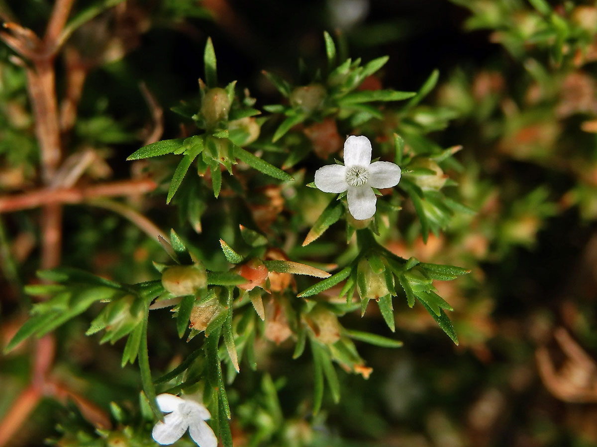 Polypremum procumbens L.