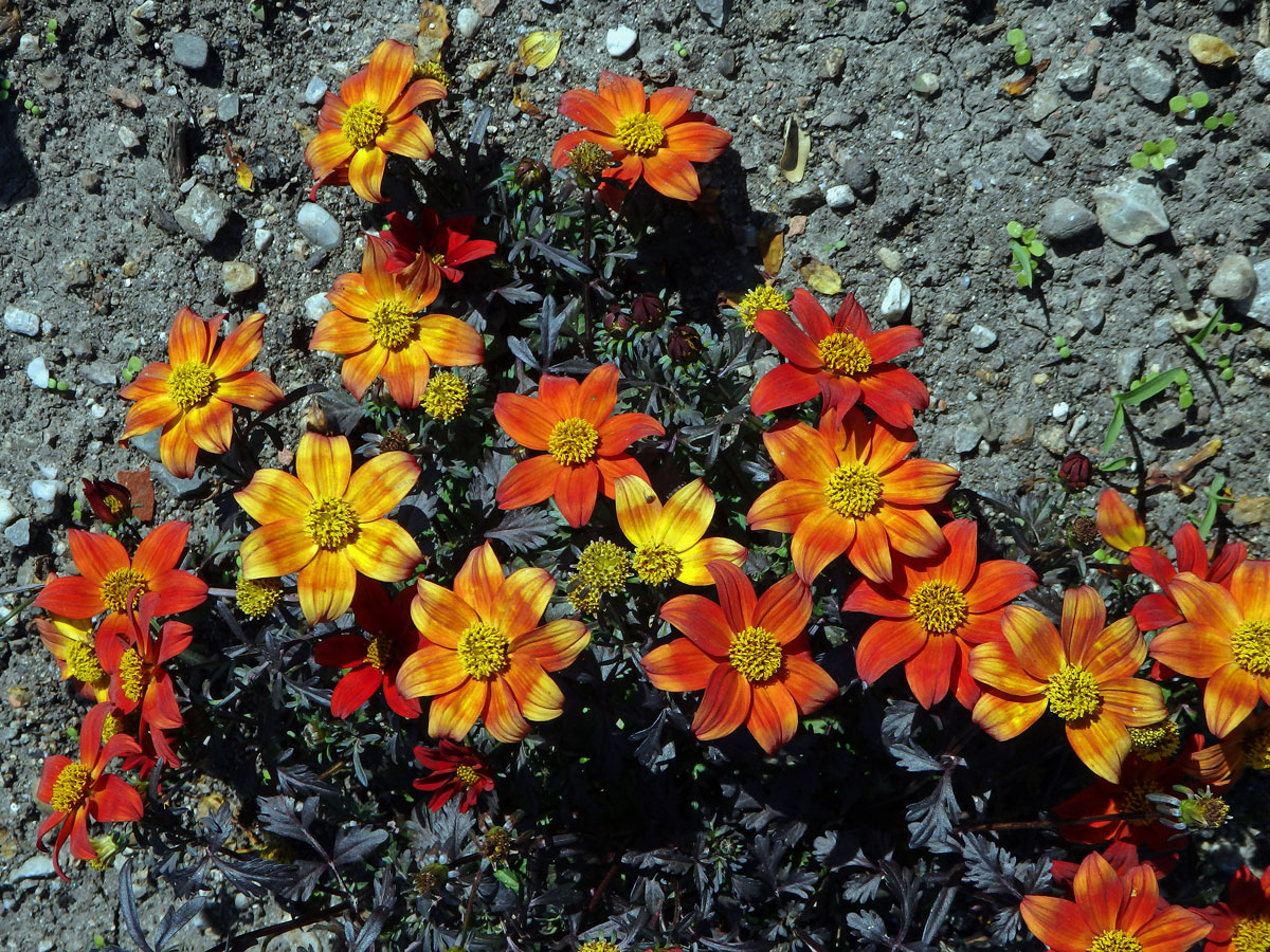 Dvouzubec (Bidens triplinervia Kunth)