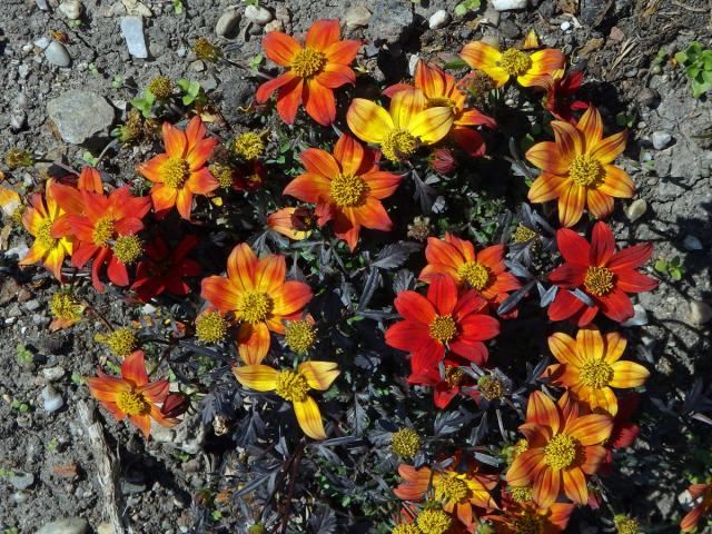 Dvouzubec (Bidens triplinervia Kunth)