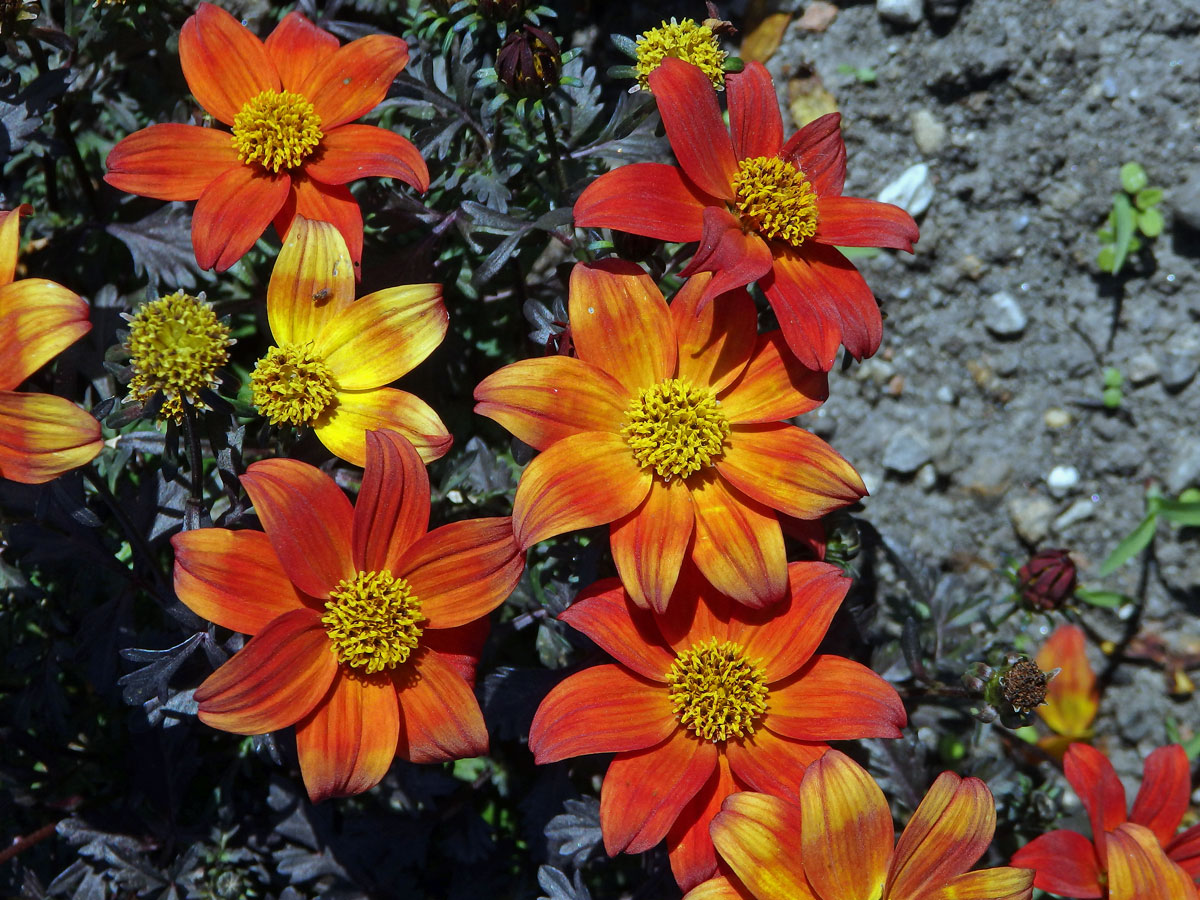 Dvouzubec (Bidens triplinervia Kunth)