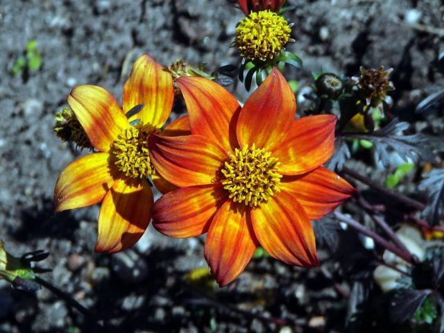 Dvouzubec (Bidens triplinervia Kunth)