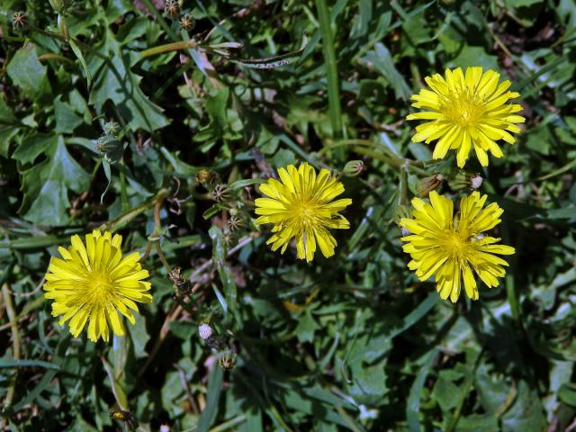 Škarda (Crepis bursifolia L.)