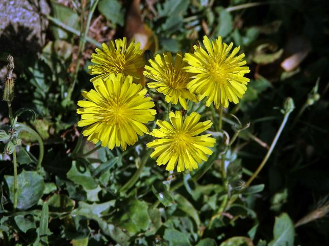 Škarda (Crepis bursifolia L.)