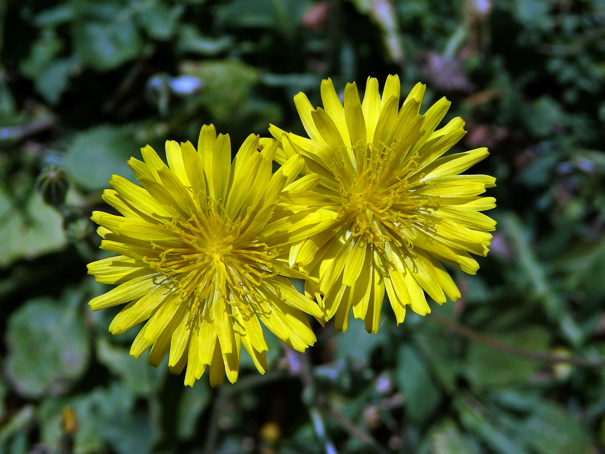 Škarda (Crepis bursifolia L.)