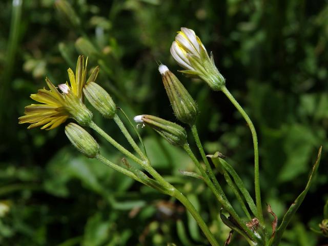 Škarda (Crepis bursifolia L.)