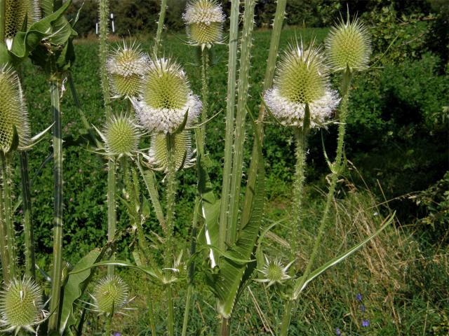 Štětka laločnatá (Dipsacus lacinatus L.)