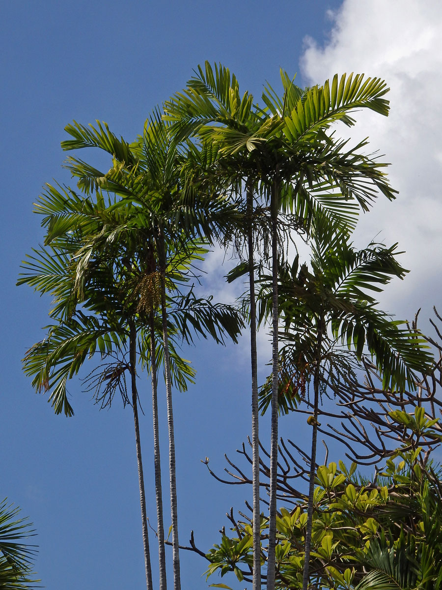 Chambeyronia macrocarpa (Brongn.) Vieill. ex Becc.